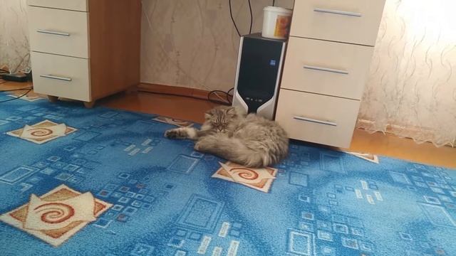 #Вакцинация кошек в домашних условиях# смотреть онлайн