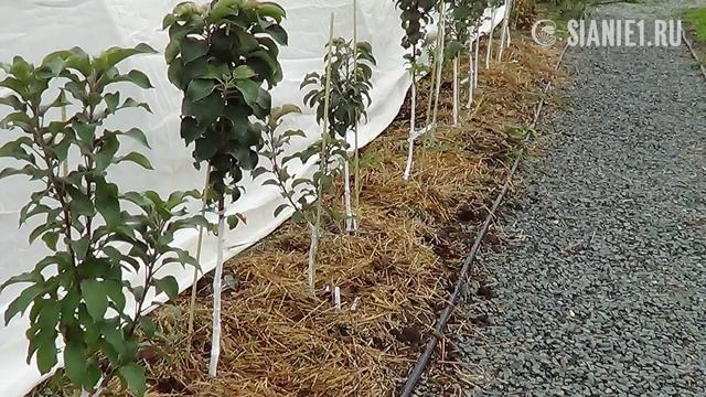 Как я укрываю на зиму колоновидные яблони на зиму смотреть онлайн