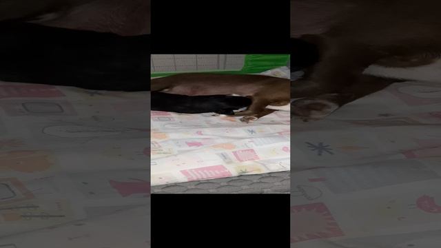 ТЕЧИЧИ