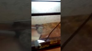 Как ухаживать за красноухими черепашками