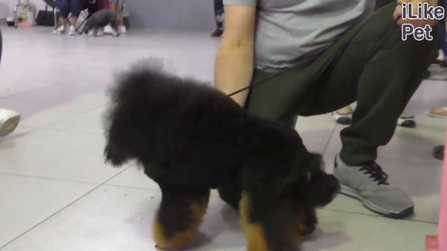 Фантом. Особенности, уход смотреть онлайн