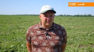 Арбуз Талисман. Nunhems, Basf