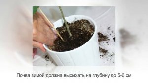 ХОВЕЯ или КЕНТИЯ – медленно растущая пальма | Уход в домашних условиях