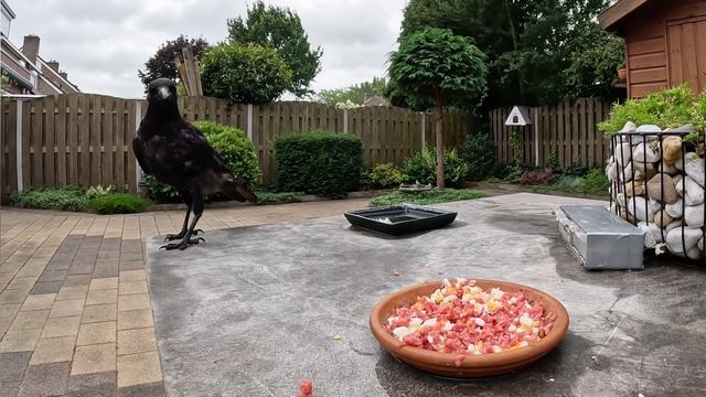 МНЕ СТРАШНО! ПАПА ПОКОРМИТ.? #птицы #врановые #ворона #кормушка #наблюдение смотреть онлайн