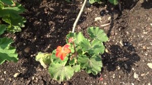 Pelargonium var. Horizont Picotee