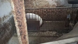 Когда покрывать свиней? Когда мы будем покрывать ДЮРКОВ.