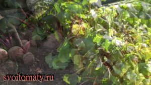 Когда и как убирать свеклу на хранение