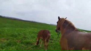 Забираю кобылу с жеребенком от дождя