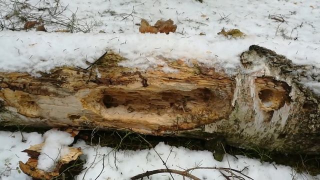 Путешествие в весенний лес смотреть онлайн