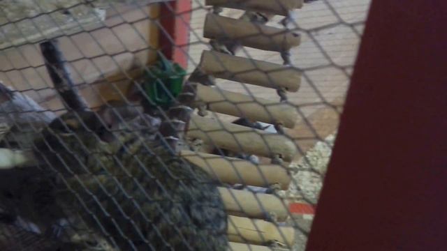 Зоопарк контактный Вовкин двор в декабре смотреть онлайн