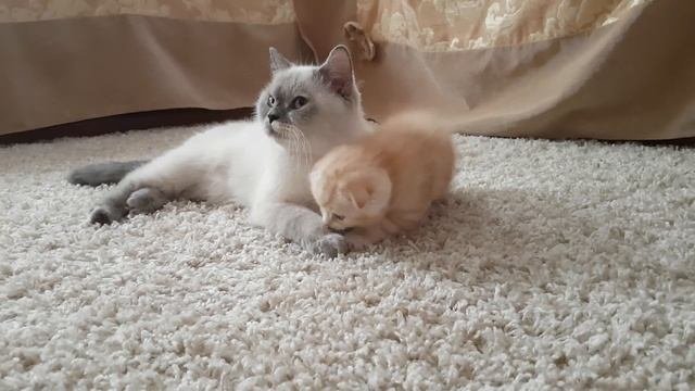 Шотландская кошка(скоттиш страйт)