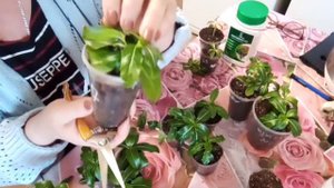 Выращивание и размножение ампельного катарантуса.