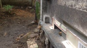 ? Канди для Пчёл. Как правильно!?