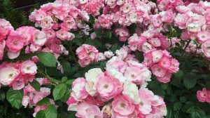 Обзор сортов 'Dinky' и 'Angela'. Использование их в дизайне сада.