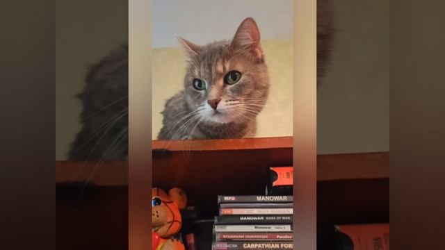 Кошечка хочет на шкаф... обычное дело, но как забраться?