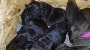 Рождение щенков французского бульдога.