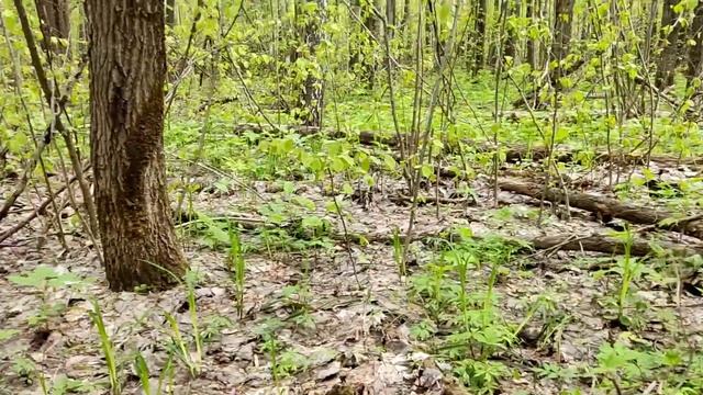 ГРИБЫ закончились собираю ножки, ПОЗДРАВЛЕНИЕ??, лиса даже небоится. смотреть онлайн