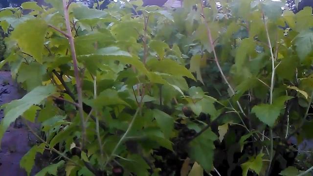 Растение "Смородина черная" в ассортименте купить в интернет-магазине Hoga.ru смотреть онлайн