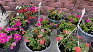 PLANTING FLOWERS IN HANGING POTS | PROMISE RODRIGUEZ