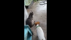 первая охота фокстерьера