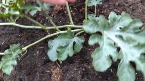 Формируем арбузы, чтобы плоды были большими и сладкими. Выращивание арбузов в открытом грунте