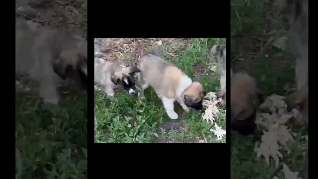 Помогаем четвероногим друзьям. Благотворительность.mp4