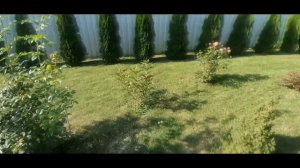 Удобрении для туй, цветов и кустарников. Правда на личном опыте #сад #огород #туи #цветы