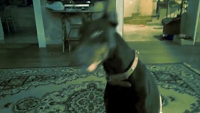LOL DOG Eva Doberman смотреть онлайн
