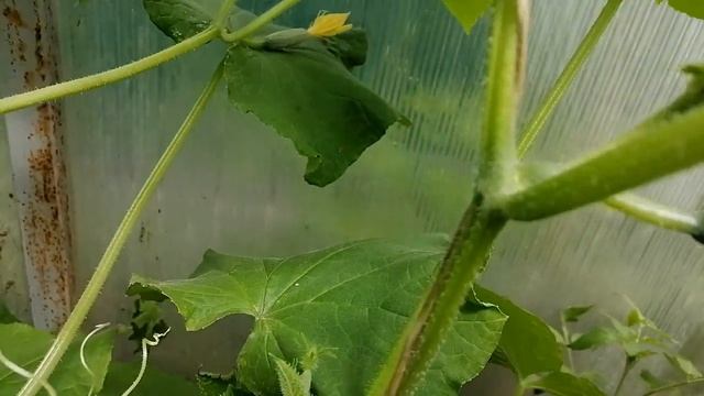 Огурец в теплице - формировка и подвязка растений. смотреть онлайн