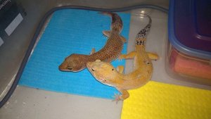 Спаривание эублефаров