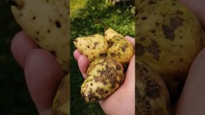 Как бороться с паршой на груше?