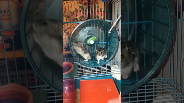 Смешное видео с хомяками смотреть онлайн