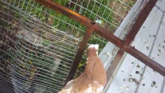 Декоративные голyби Тyапсе .1 смотреть онлайн