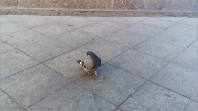 голубь танцует под деспасито, выпрашивая еду смотреть онлайн