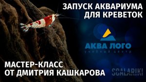 Мастер-класс по запуску креветочника от Дмитрия Кашкарова. Аква Лого