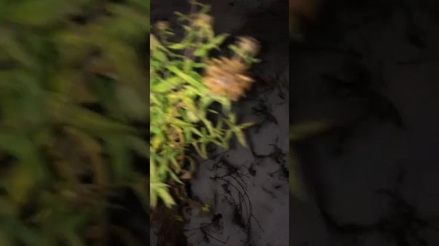 Цветы под снегом… город Брянск. 2 декабря 2021 года. смотреть онлайн