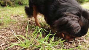 Truffle hunting experience with Onelife Rally in Istria // PRODAN TARTUFI