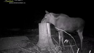 Ночная съемка фотоловушки