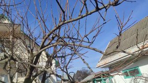 Обрезка хурмы Зенджи мару. Часть 2 обрезка начата.