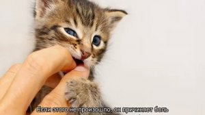 Когда у котят меняются зубы: симптомы и в каком возрасте