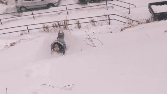Dob Family Present... Жизнь с доберманом. Собака в квартире.