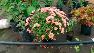 НАШ ОПЫТ ВЫРАЩИВАНИЯ ХРИЗАНТЕМ В ТЕПЛИЦЕ! МОИ ЗАДУМКИ НА БУДУЩЕЕ.