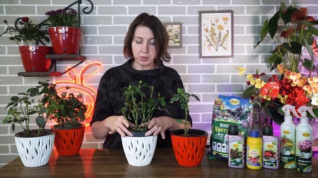 Почему розы умирают ? Комнатная роза завяла после покупки