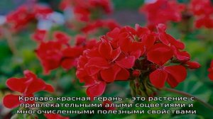 Лечебные свойства кроваво-красной герани и их использование в фитотерапии