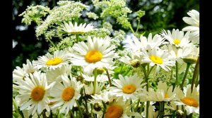 Звездное лето(Лето, ах, лето! Лето звездное, будь со мной!)Пугачева)наброски)