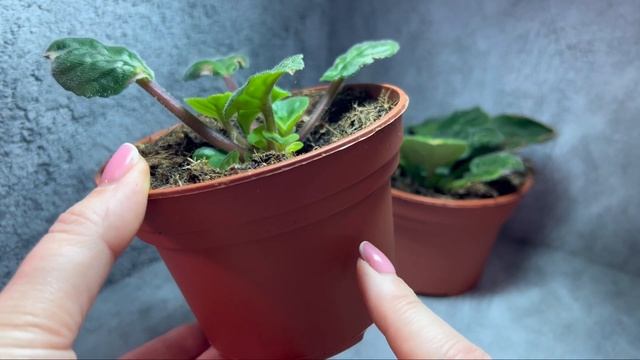 Для меня важно донести до цветоводов, растения растут. Только нужно правильно ухаживать, я научу смотреть онлайн