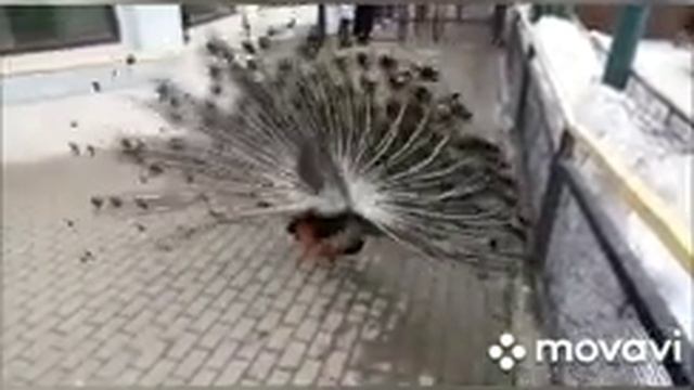 Вход в силу равновесия #медитация #настройкисознания смотреть онлайн