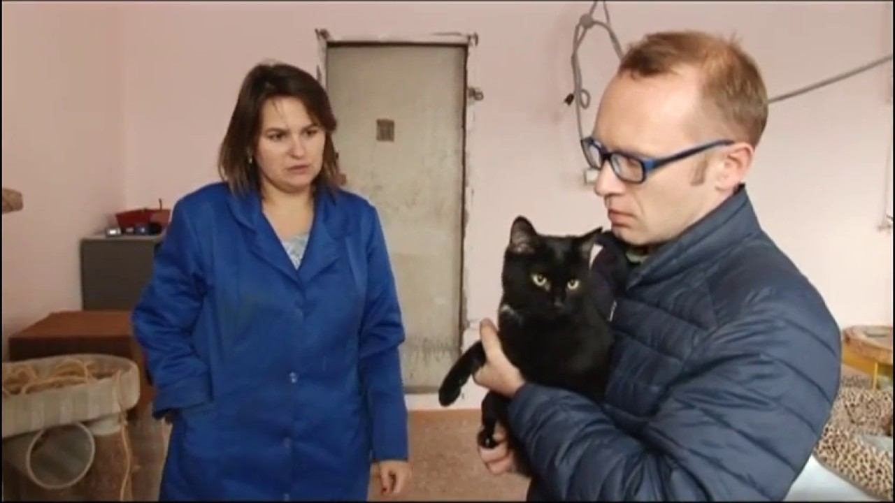 Была или нет эпидемия кошачьей чумы в барнаульском приюте для животных «Ласка»?