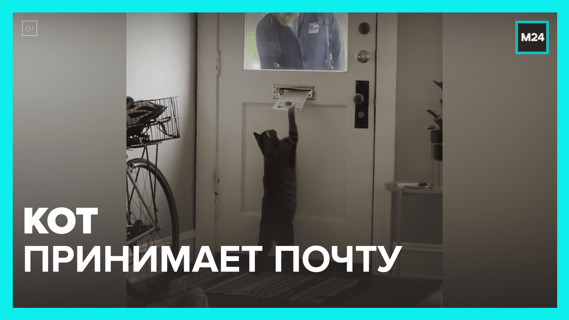 Принимал почту. Кот не принял собаку.