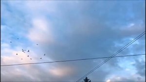 Бойные голуби в Казахстане 2 / Тасманы / Сиреневые / Агараны (Богданов Женя . Казахстан )